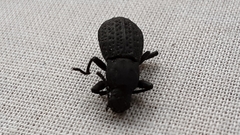 Polypleurus perforatus