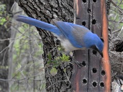 Aphelocoma woodhouseii woodhouseii