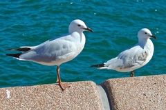 Chroicocephalus novaehollandiae