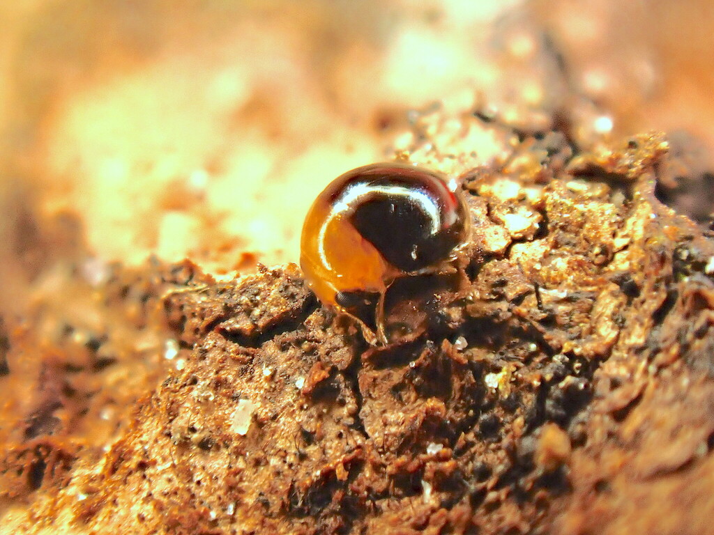 Cybocephalus nipponicus
