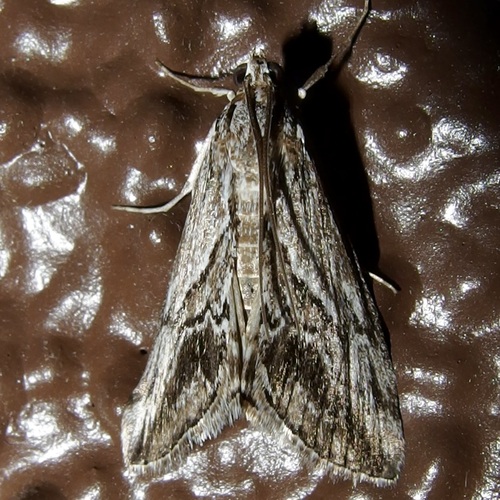 Streaked Evergestis photo 5