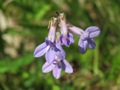 Lobelia reverchonii