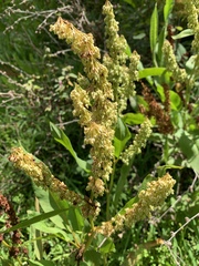Rumex verticillatus