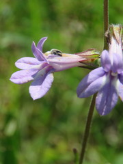 Lobelia reverchonii