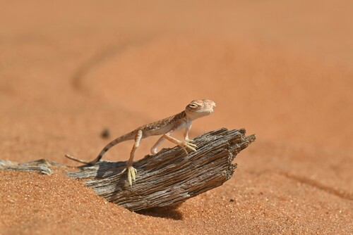 Arabian Toadhead Agama, Phrynocephalus arabicus
