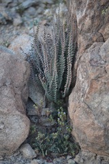 Astrolepis cochisensis