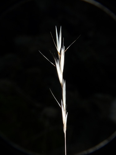 Rytidosperma racemosum