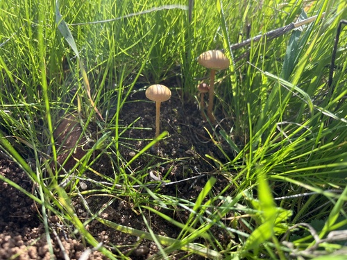 iNaturalist observation photo of Common Fieldcap