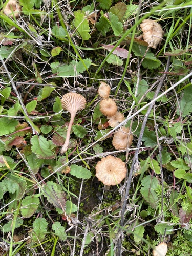 iNaturalist observation photo of rosy navel