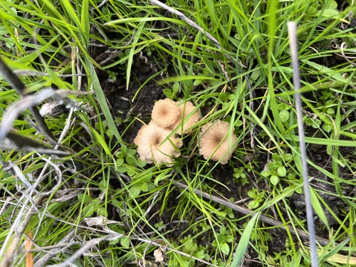 iNaturalist observation photo of rosy navel
