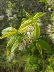 Prunus serrula