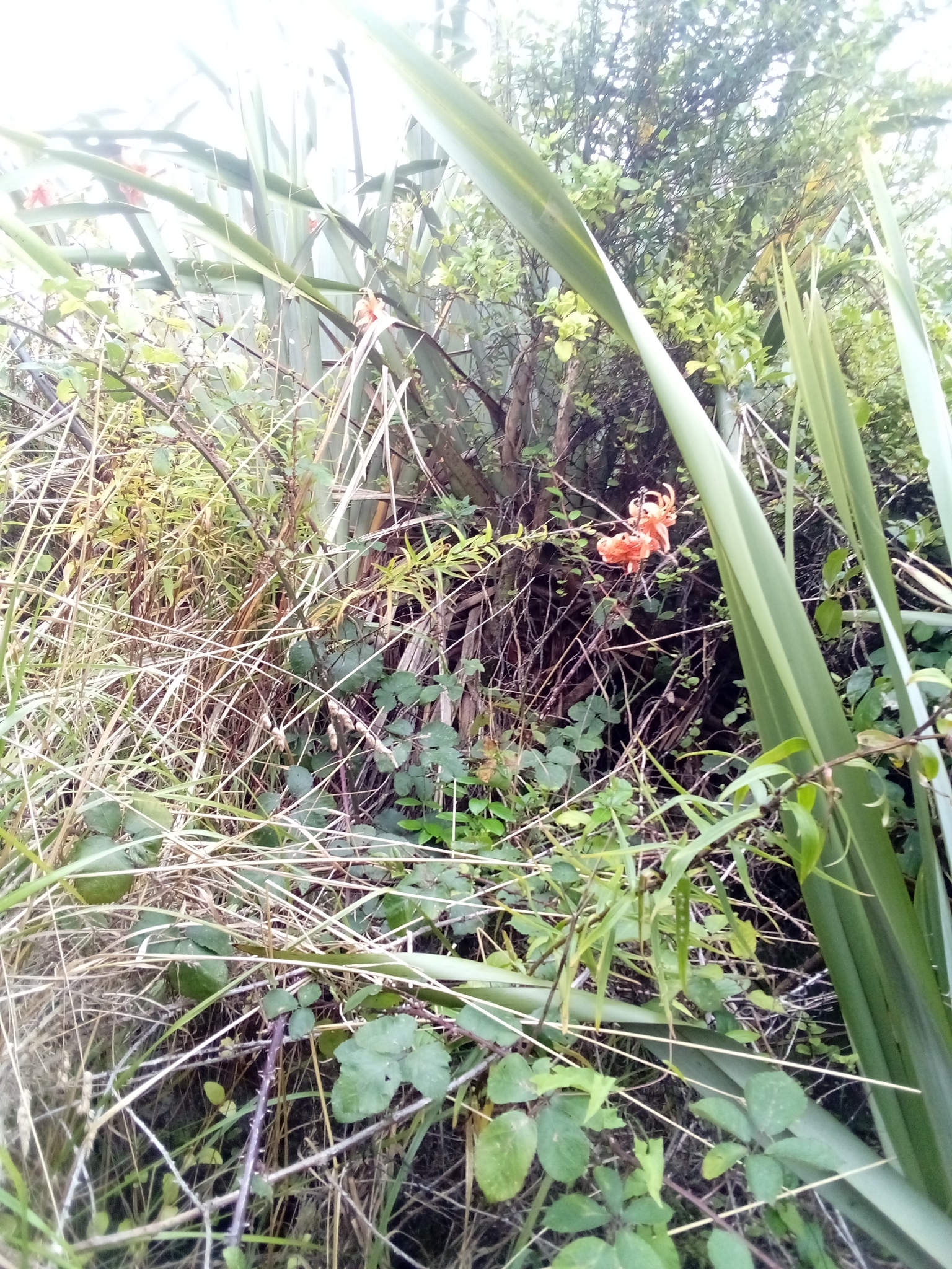 Imagem de Lírio-de-tigre