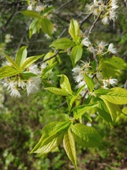 Prunus serrula