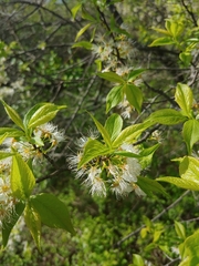 Prunus serrula