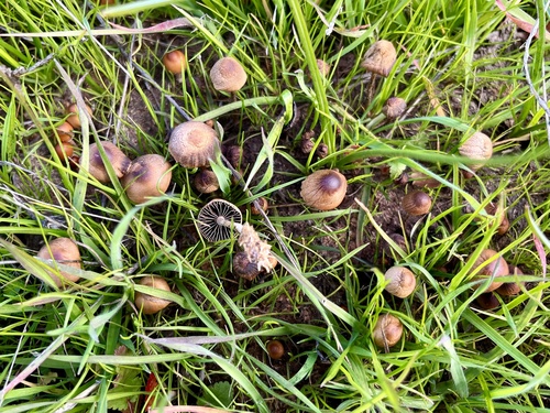 iNaturalist observation photo of Mushrooms, Bracket Fungi, Puffballs, and Allies