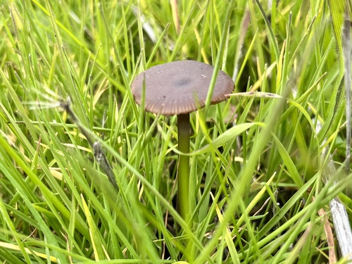iNaturalist observation photo of Silky Pinkgill