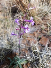 Penstemon fendleri