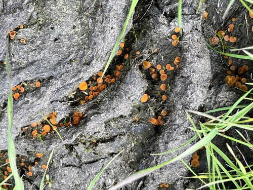 iNaturalist observation photo of Cheilymenia