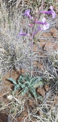 Penstemon fendleri
