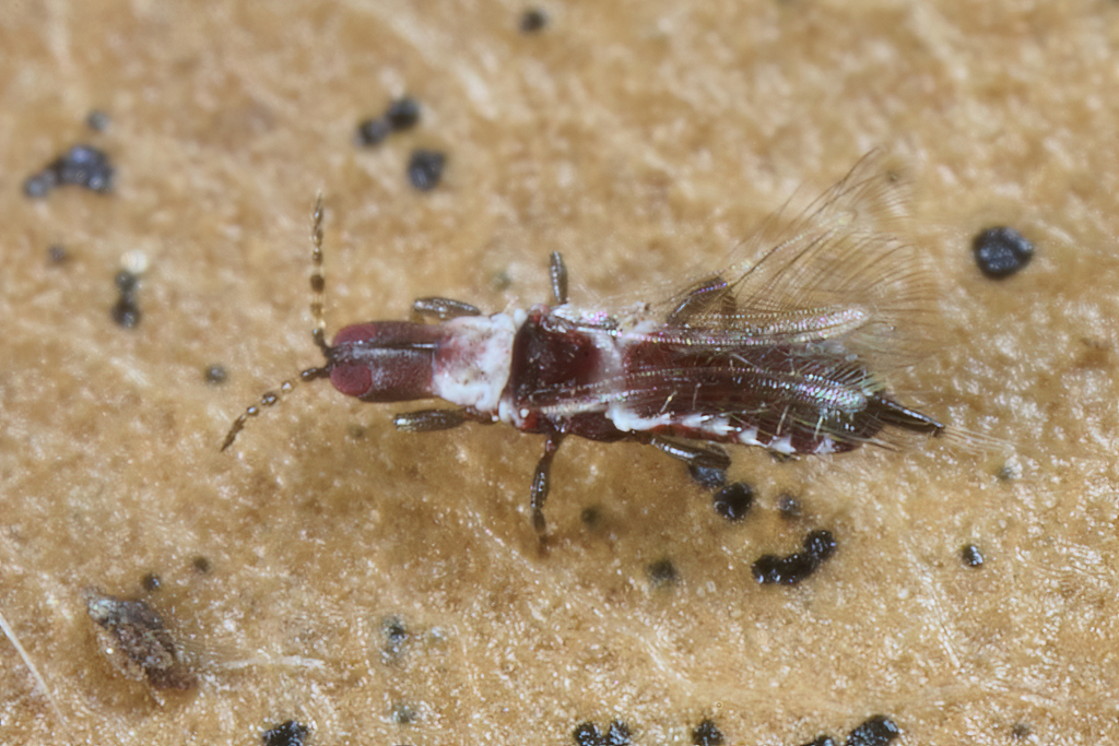 Fungus-feeding thrips