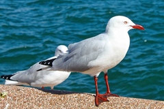 Chroicocephalus novaehollandiae