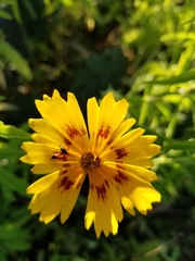 Coreopsis nuecensis