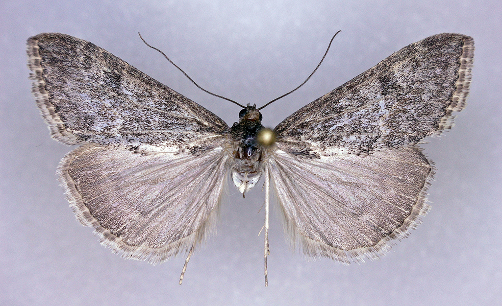 Prorasea simalis