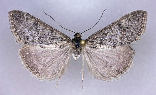 Prorasea simalis