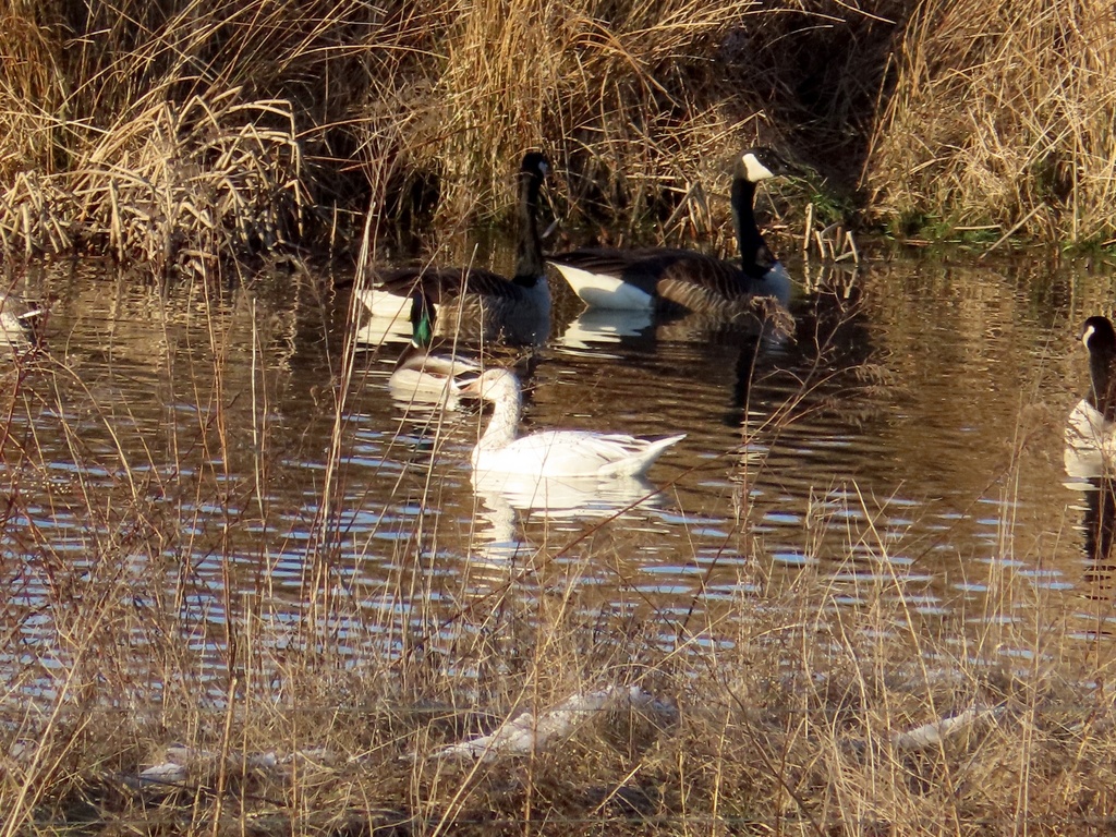 Snow Goose In February 2024 By Josh Emm INaturalist   Large 