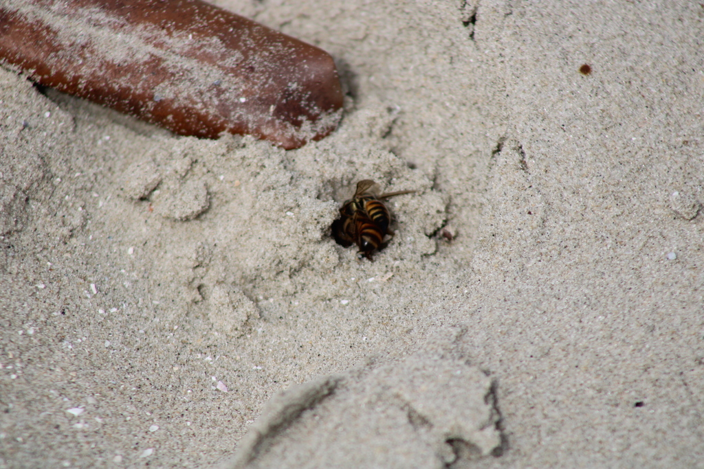 Bee Pirates from Praia de Bruce, Guinea-Bissau on June 10, 2023 at 04: ...