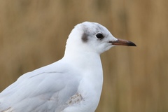 Chroicocephalus ridibundus