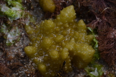 Colpomenia tuberculata