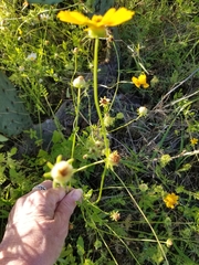 Coreopsis nuecensis