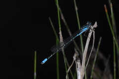 Acanthagrion hildegarda