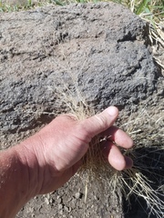 Muhlenbergia eludens