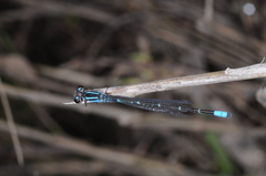 Acanthagrion hildegarda