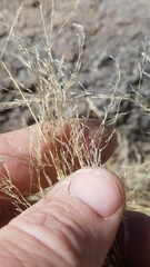Muhlenbergia eludens