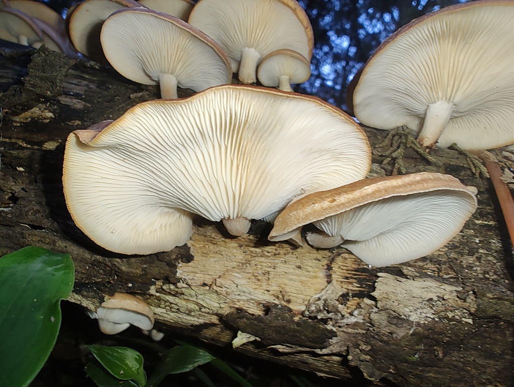 Lentinula boryana · February 2024 · photo: © mechas (iNaturalist, cc-by-sa)