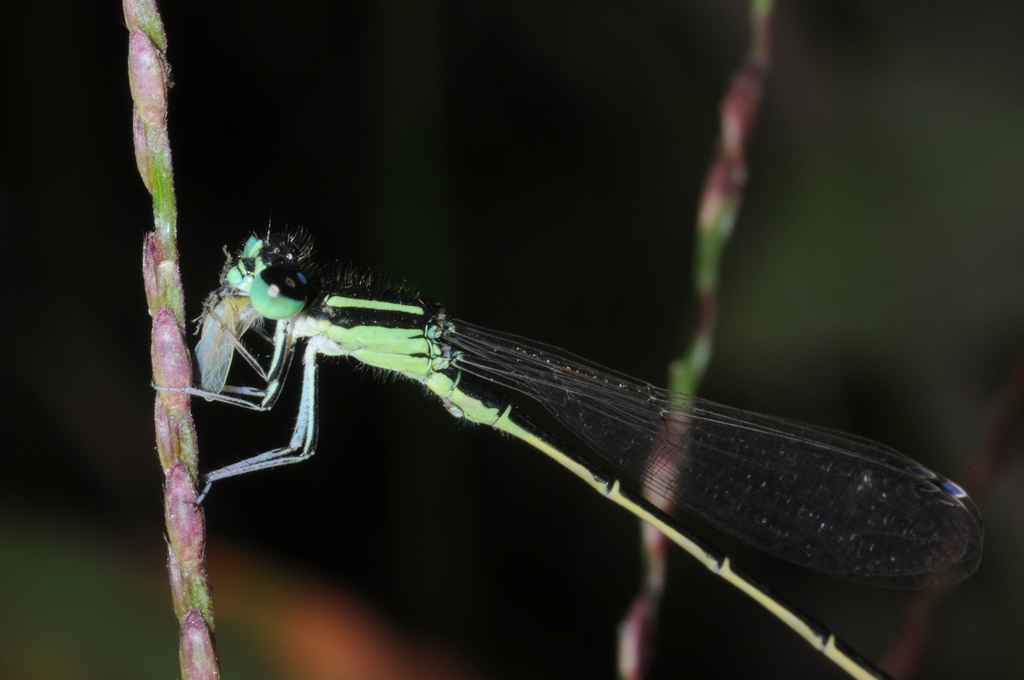 Ischnura ultima