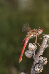 Sympetrum gilvum