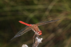 Sympetrum gilvum