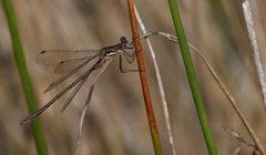 Lestes stultus