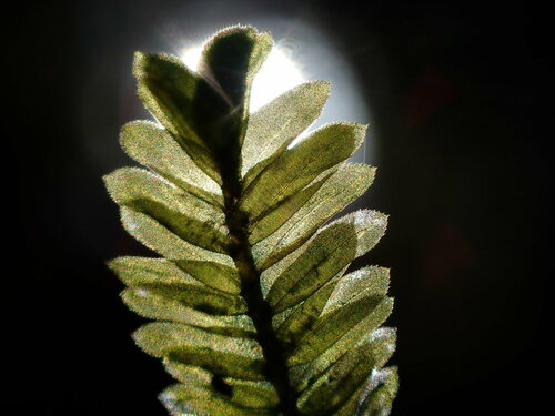 Image of Bigelow's Porotrichum Moss (Porotrichum bigelovii) by no rights reserved