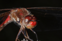 Sympetrum gilvum