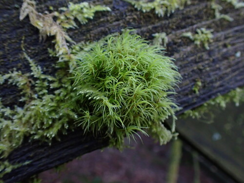 Image of Dusky Fork-Moss (Dicranum fuscescens) by no rights reserved