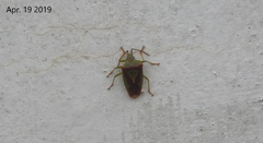 Acanthosoma spinicolle