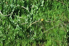 Wyethia angustifolia