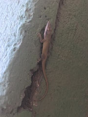 Anolis porcatus