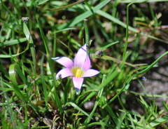 Romulea rosea australis