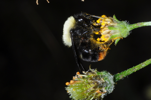 Bellicose Bumble Bee photo 4